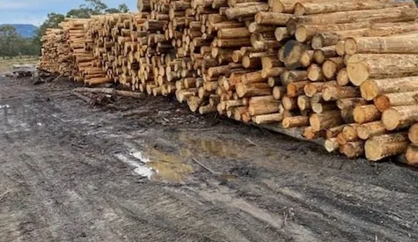 Firewood Devils - Leslie Vale, TAS