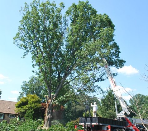 Berra Tree Experts - Burtonsville, MD. 2nd tree