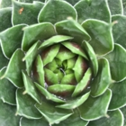 Stuckey's Greenhouses