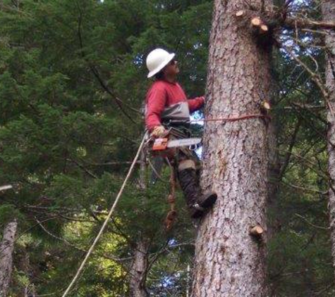 Carlos Tree Service Inc - Anchorage, AK