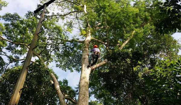 All Tree Services Aust. - Andergrove, QLD