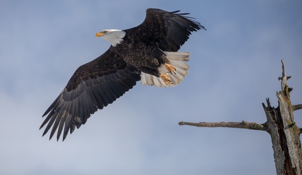 Alaska Wildlife Conservation Center - Girdwood, AK