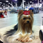 brooklyn yorkshire terrier puppies