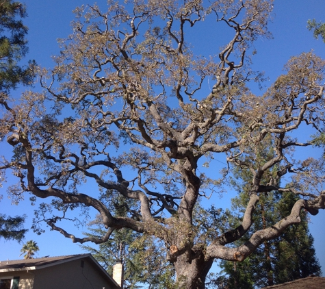 San Jose Tree Service - San Martin, CA