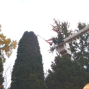 Precision Tree & Shrub Services Inc. - Landscaping & Lawn Services