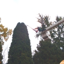 Precision Tree & Shrub Services Inc. - Arborists