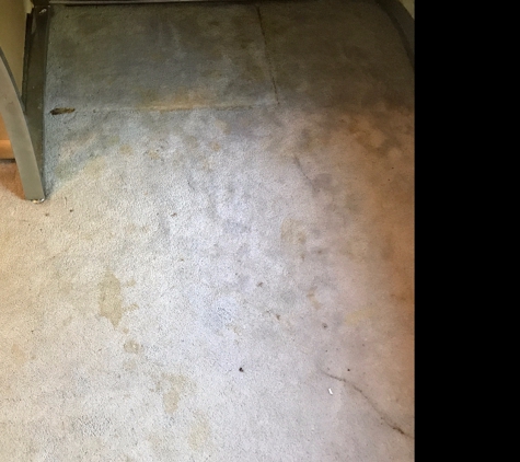 Mass Carpet Cleanup - Brighton, MA