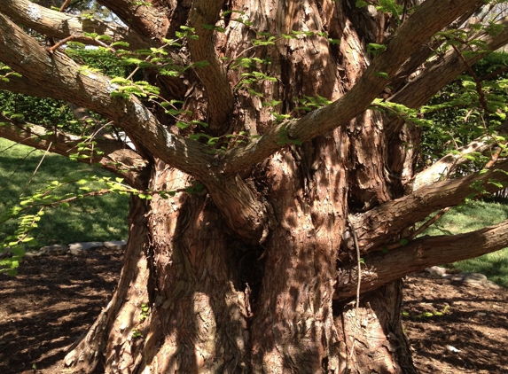 Sunburst Tree Experts - Rocky Point, NY