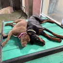 Olde Towne Pet Resort - Pet Services