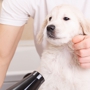 Dipity Do Dog Pet Grooming Salon