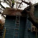 Budine Tree Service - Tree Service