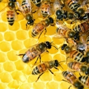 Big Cypress Critter Removal Company LLC - Bee Control & Removal Service
