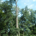 Thompson's Tree Service