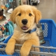 Petsense by Tractor Supply