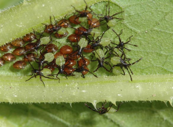 Antibug Pest Management - Castle Hill, NSW