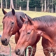WildeWood Farm, Inc.