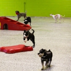 Animal Activity Center, Inc.