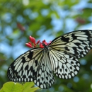 Missouri Botanical Garden - Botanical Gardens