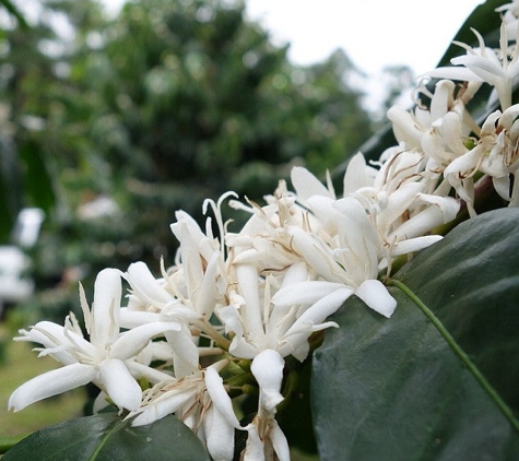 Ka'u Coffee Mill - Pahala, HI