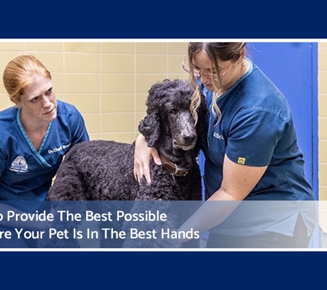 Wynnum Manly Vet Hospital - Wynnum, QLD. Our Aim Is To Provide The Best Possible Care To Ensure Your Pet Is In The Best Hands