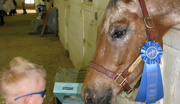 Desert Bloom Horse Training and Sales - San Tan Valley, AZ