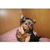 Yuppie Puppies gallery