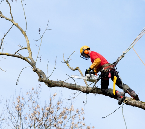 Bayside Tree and Stump Removal - Shady Side, MD