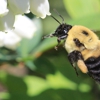 USA Live Bee Removal gallery