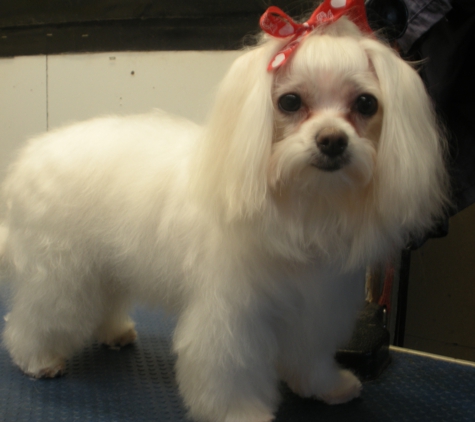 Cindy's Pet Care & Grooming Service - Haverhill, MA