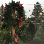 Cinde's Best Trees - Precut Christmas Trees
