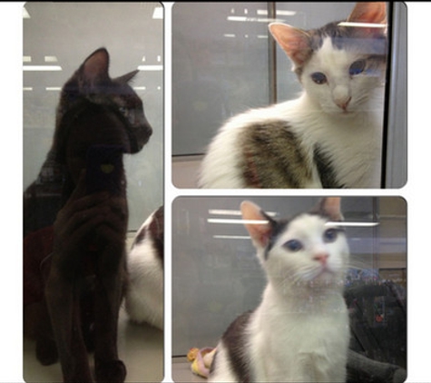 Select Pets Bicton - East Fremantle, WA