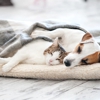 Summit Dog and Cat Hospital gallery