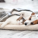Summit Dog and Cat Hospital - Pet Services
