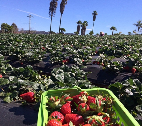 Kenny's Strawberry Farm - Fallbrook, CA