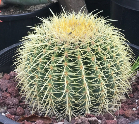 California Cactus Center - Pasadena, CA