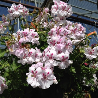 Gray's Garden Center - Springfield, OR