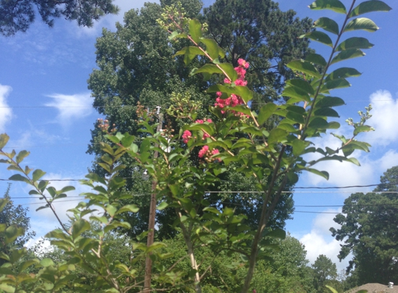 Johnson George Nursery - Forest Hill, LA. Was told this was going to be white Natchez  crêpe myrtle.  Handpicked by grower.  I have two of these.