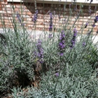 White Oak Lavender Farm