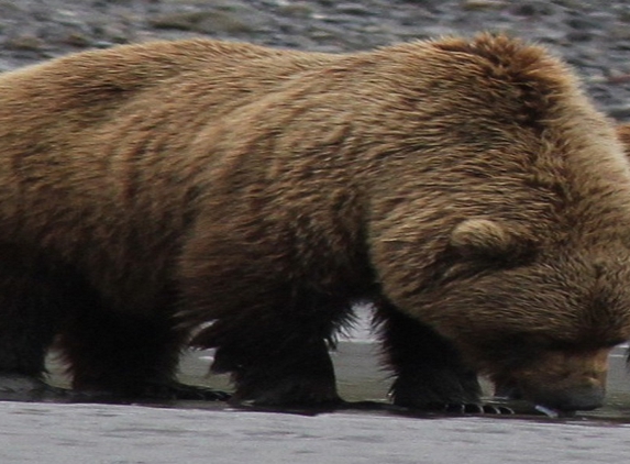 Bear Viewing in Alaska - Homer, AK