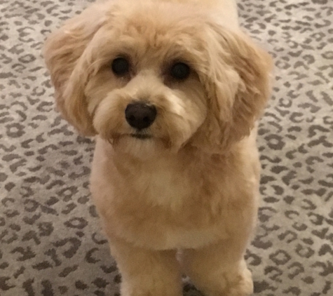 Good Dog! Private Pet Grooming - New York, NY. Prosecco after grooming.  He's such a good boy!