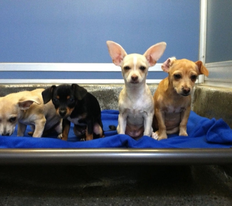 Nkla Pet Adoption Center - Los Angeles, CA