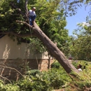 Aggieland Tree Service - Tree Service