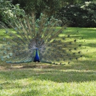 Ellen Trout Zoo