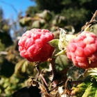 Edible School Yard