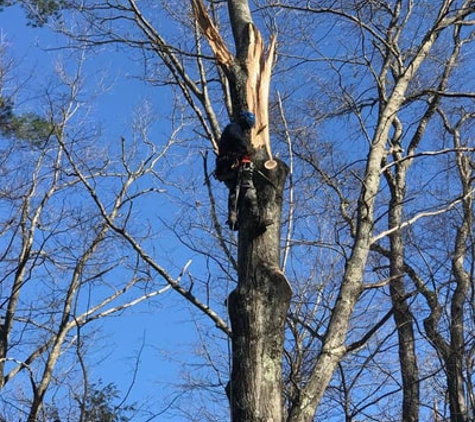 Anson Baldwin Tree Care LLC - Vernon, VT