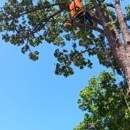 RGC Tree Lawn and Landscaping - Tree Service
