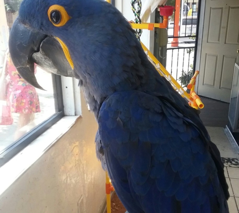 Tropic Island Bird And Supply - San Diego, CA. Hyacinth Macaw Male 1 year old - August 2017