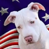 All American Pets, Inc. gallery