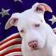 All American Pets, Inc.