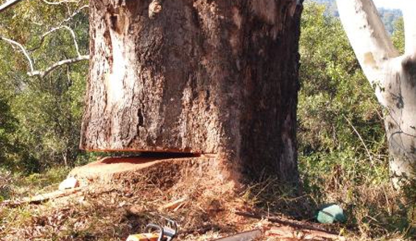 Arbpro Tree Specialists - Moonee Beach, NSW